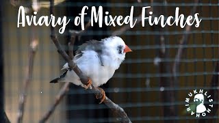 MY AVIARY OF MIXED FINCHES 2018 [upl. by Atiuqa]