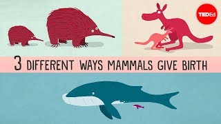 The three different ways mammals give birth  Kate Slabosky [upl. by Ally]