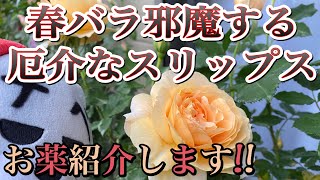 春バラ邪魔する厄介な【スリップス】スリップス対策によく効くお薬紹介😊🐻 [upl. by Eirehc]