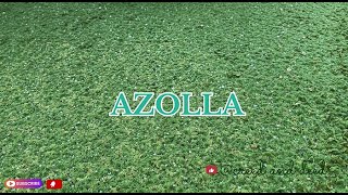 AzollaThe Miracle Aquatic Plant for Sustainable Farming and EcoFriendly Solutions [upl. by Ariayek]