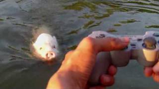 das ferngesteuerte MotorbootSchwein  Remote Controlled MotorboatPigmpg [upl. by Lashar]