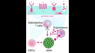 HIRN Webinar Synthetic Biology and Type 1 Diabetes New Approaches to Protect and Construct Islets [upl. by Klemperer]