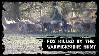 Fox killed by the Warwickshire Hunt [upl. by Liamsi]