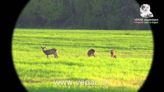 Rehbockjagd 2013 in Ungarn mit VEPAR Jagdreisen HD [upl. by Rasure213]