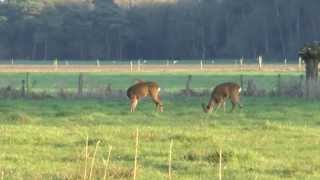 Roe deer displaying homosexual behavior [upl. by Mettah705]