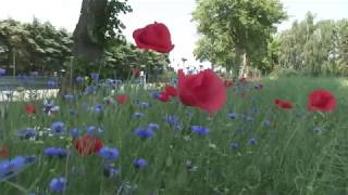 Mohn und Kornblumen [upl. by Kenway419]