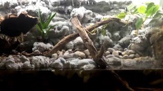 Paludarium 3rd Update [upl. by Eidurt]