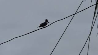 Belted Kingfisher early overcast morning but you can see his interesting hair style 20241118 [upl. by Hilleary742]