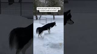 I wonder what his ancestors must think husky huskies funnydogs [upl. by Nitsuj106]