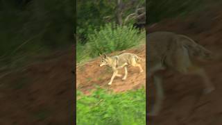 Coyote vs 6mm Creedmoor shorts hunting rugeramerican foxpro wildlife coyote [upl. by Lesirg]