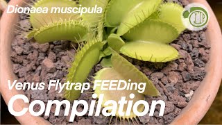 worlds MOST DEADLY Plant feeding compilation  Venus Fly Trap  Dionaea  Carnivorous Plants [upl. by Llertnauq67]