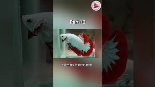 🐬Betta fish types in tamil🔥 part10fish shorts aquarium [upl. by Eahsel676]