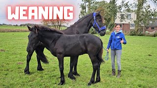 Weaning time Wûnder leaves Stal H Who will be his new friend  Friesian Horses [upl. by Aenehs]