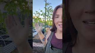 How I process my Moringa Tree moringa herbgarden texasgarden [upl. by Hapte]