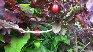 Educational videos on nature Purple leaf plum fruit  June 2017 [upl. by Aleihs]