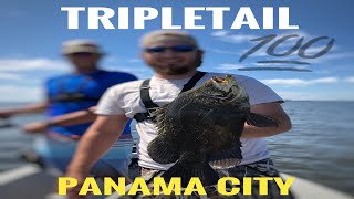 Fishing for TRIPLETAIL in FLORIDA [upl. by Adolpho346]