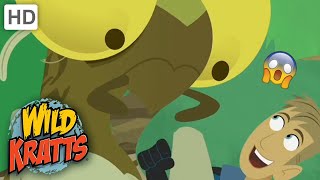 Wild Kratts COOL Wildlife WILD Animals [upl. by Calabrese27]