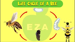 Honeybee Life Cycle  All about Honeybees [upl. by Noryv]