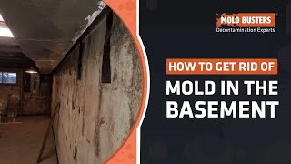 How to Get Rid of Mold in the Basement  Mold Busters [upl. by Prakash66]