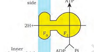 Oxidative phosphorylation respirationChemiosmosis [upl. by Remliw]