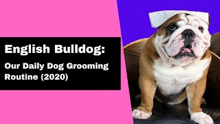 English Bulldog Our Daily Dog Grooming Routine 2020 [upl. by Eiramllij310]