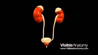 CU Kidney  Royaltyfree Medical HD footage amp 3D Models [upl. by Bergquist137]