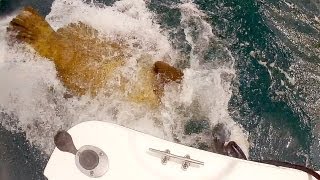 Goliath Grouper Aggressive Feeding MUST SEE [upl. by Tamaru]