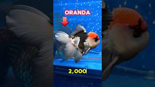 Oranda gold fish imported panda fish fishpetsvlog fishtank shorts goldfishmollyfish minivlog [upl. by Careaga]