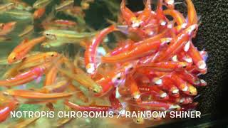 Notropis chrosomus  Rainbow Shiner [upl. by Nagud]