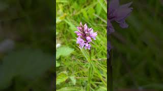 Flowers of our south Norfolk fields  Common Spotted Orchid [upl. by Sedicla]