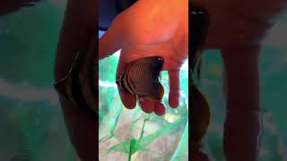 Butterfly fish freshwater dip for flukes aquarium reeftank marineaquarium coralreeftank [upl. by Derag]