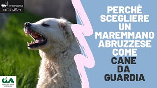 Vuoi un cane da guardia Perchè scegliere un Pastore Maremmano Abruzzese [upl. by Libyc]