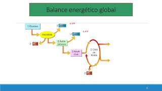 08 5 Balance y Fermentaciones [upl. by Yelsgnik462]