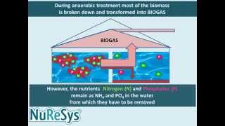 NuReSysP  Phosphate Recovery from Waste Water  How it works [upl. by Naud]