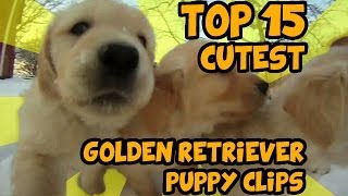 TOP 15 OF THE CUTEST GOLDEN RETRIEVER PUPPY VIDEOS OF ALL TIME [upl. by Aonehc]