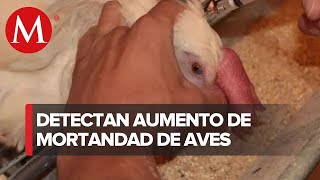 Sader y Semarnat investigan alerta por alta mortandad de aves en el Pacífico [upl. by Nesto966]