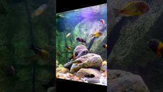 Tropheus Cichlid Tank shorts [upl. by Zebadiah633]