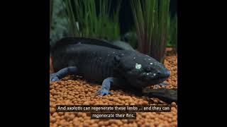 Lifeform of the Week Axolotls [upl. by Anse]