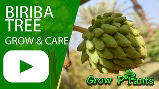 Biriba tree  grow amp care Rollinia deliciosa [upl. by Latsyrc760]