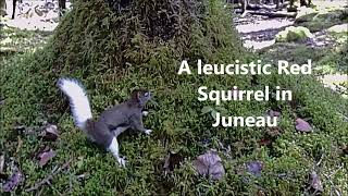 A leucistic Red Squirrel in Juneau [upl. by Tripp]