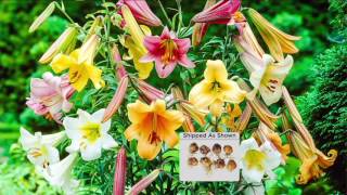 Brecks Mammoth 8piece Fragrant Giant Flowering Trumpet Lilies on QVC [upl. by Daugherty]