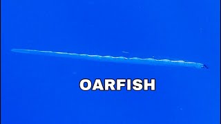 RARE DEEP SEA OARFISH Swimming in 1600’ of water off Islamorada Florida Keys [upl. by Siramay]