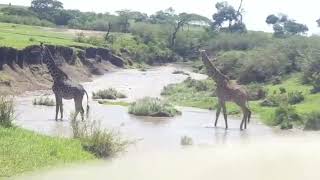 Giraffes crossing crocodile infested river [upl. by Lainey]