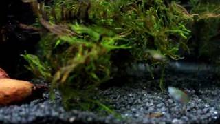 Killifish Nothobranchius Patrizii fry 6 week old [upl. by Egidius]