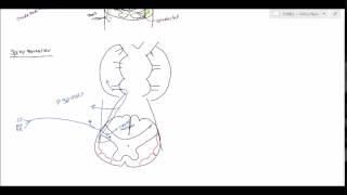 Neuroanatomy  Spinocerebellar Tract USMLE [upl. by Ferris]