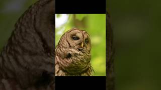 Amazing Owl Hooting Sounds [upl. by Ahsiloc]