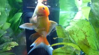 ORANDA AND FANTAIL GOLDFISH WITH LIVE PLANTS [upl. by Anaicilef]