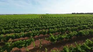 Vignes Pomerol [upl. by Xenophon]