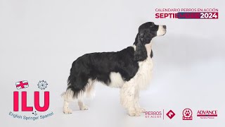 quotPerros en acciónquot CALENDARIO 2024 Orígenes  SEPTIEMBRE [upl. by Aggy]