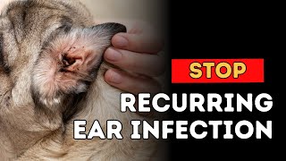 Stop Recurring Dog Ear Infections [upl. by Gwennie]